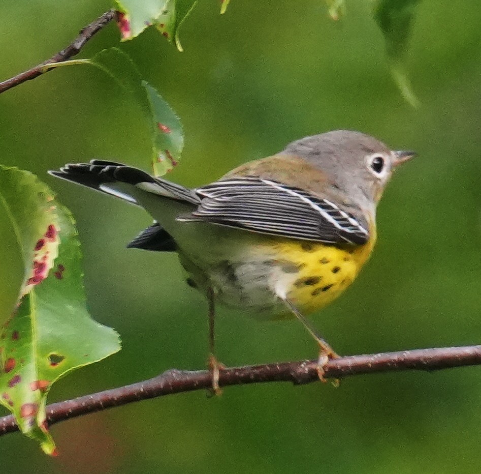 Magnolia Warbler - ML640970190