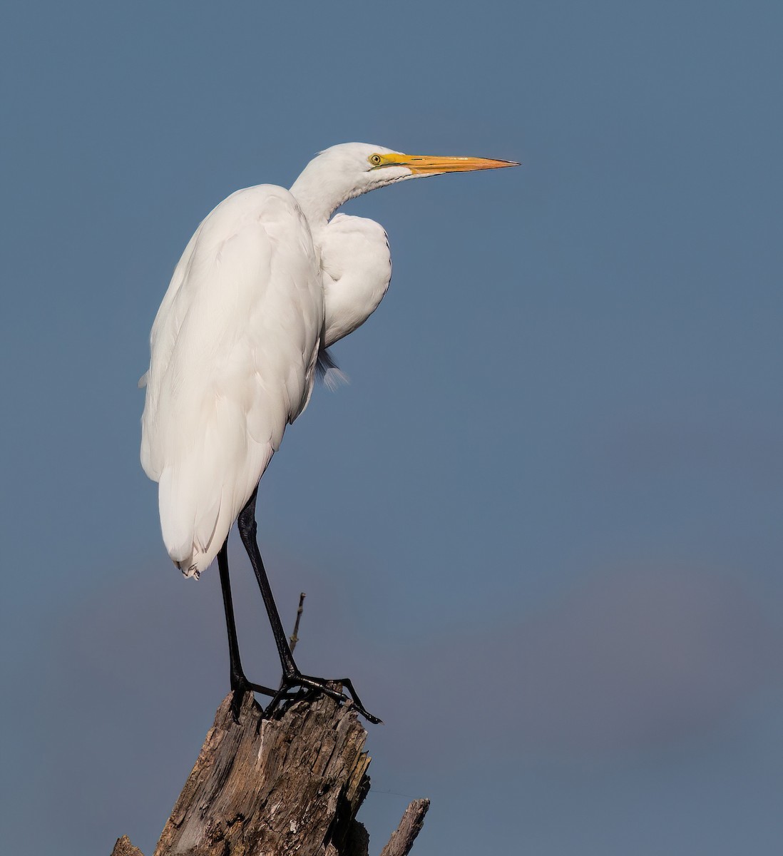 egretthegre - ML640970230