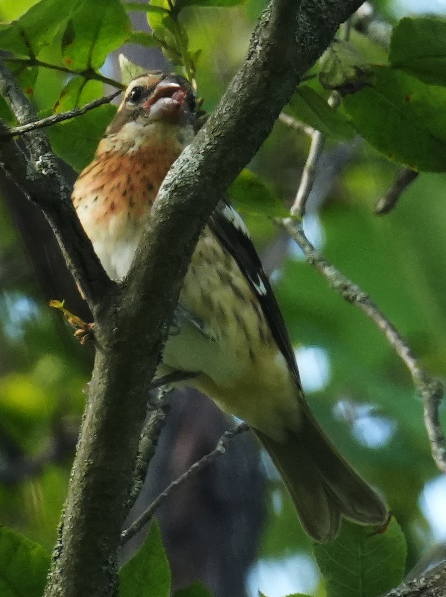 Rose-breasted Grosbeak - ML640970236