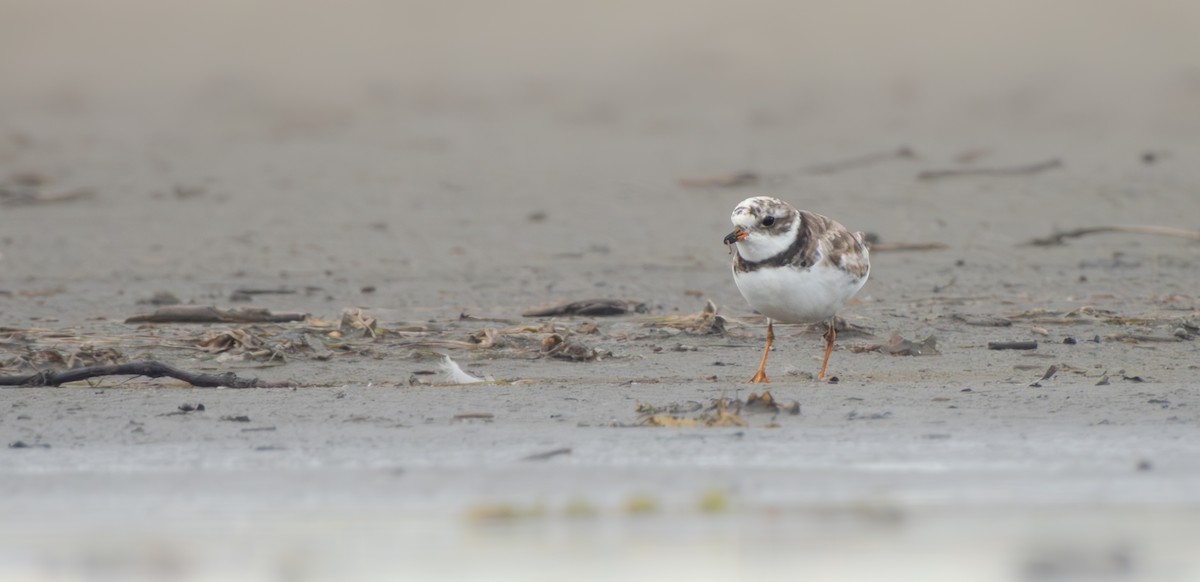 Semipalmated Plover - ML640970238
