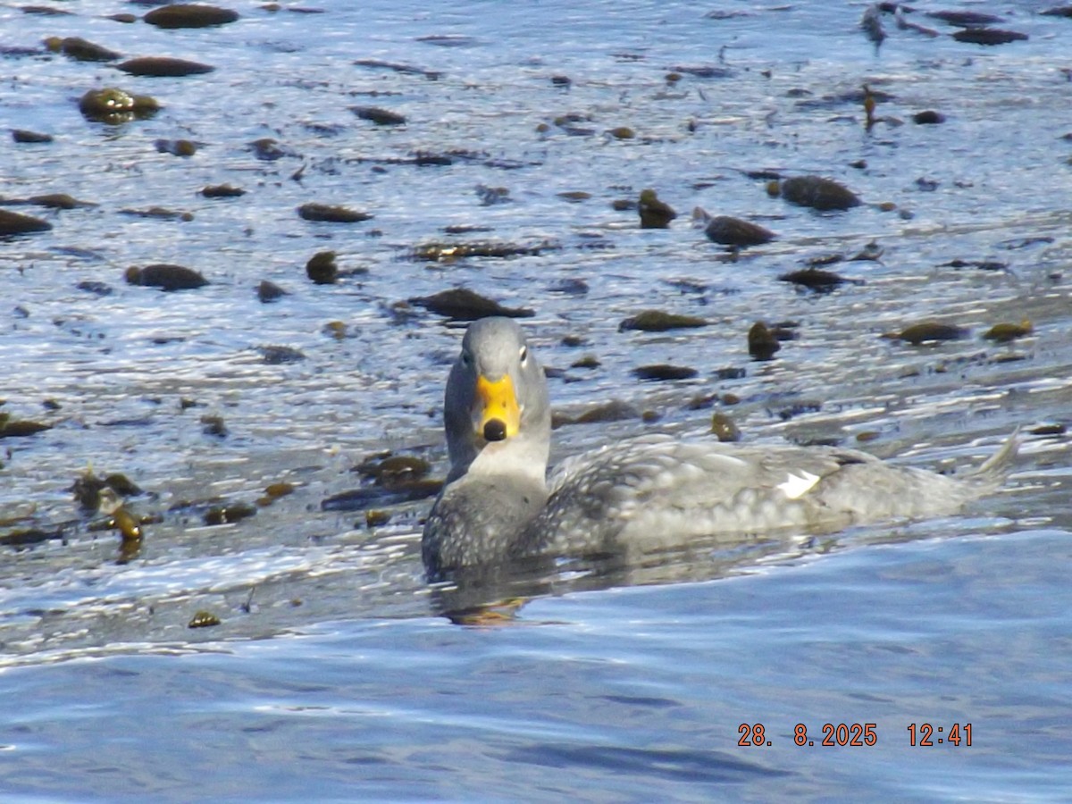 Flightless Steamer-Duck - ML640970266