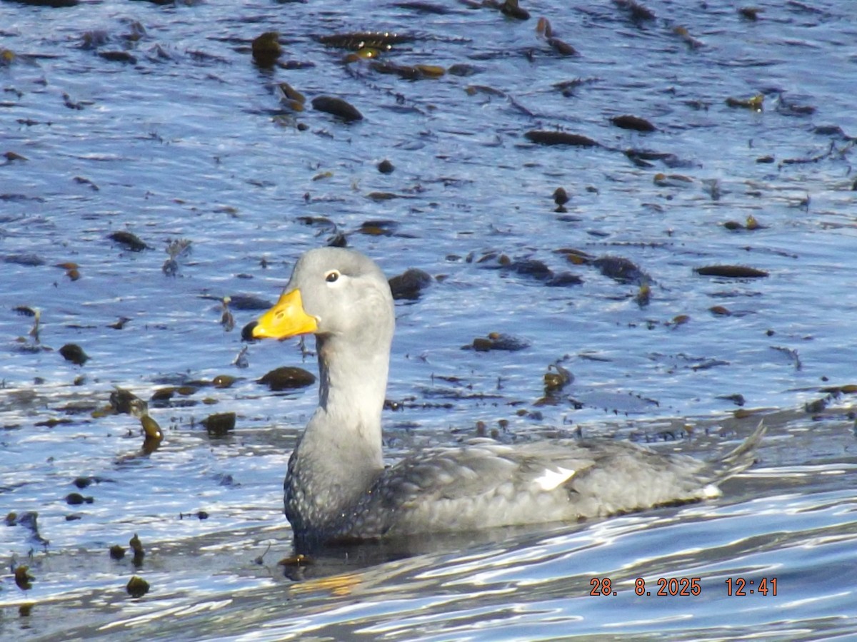 Flightless Steamer-Duck - ML640970267
