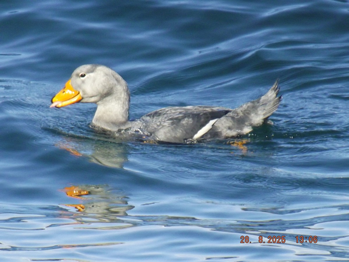 Flightless Steamer-Duck - ML640970268