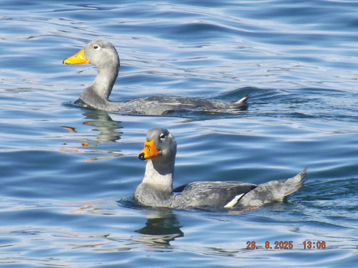 Flightless Steamer-Duck - ML640970269