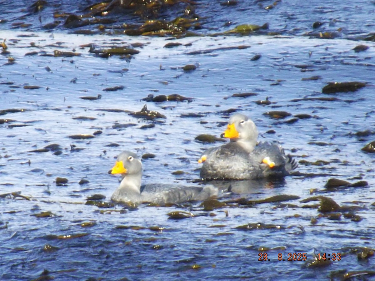 Flightless Steamer-Duck - ML640970270