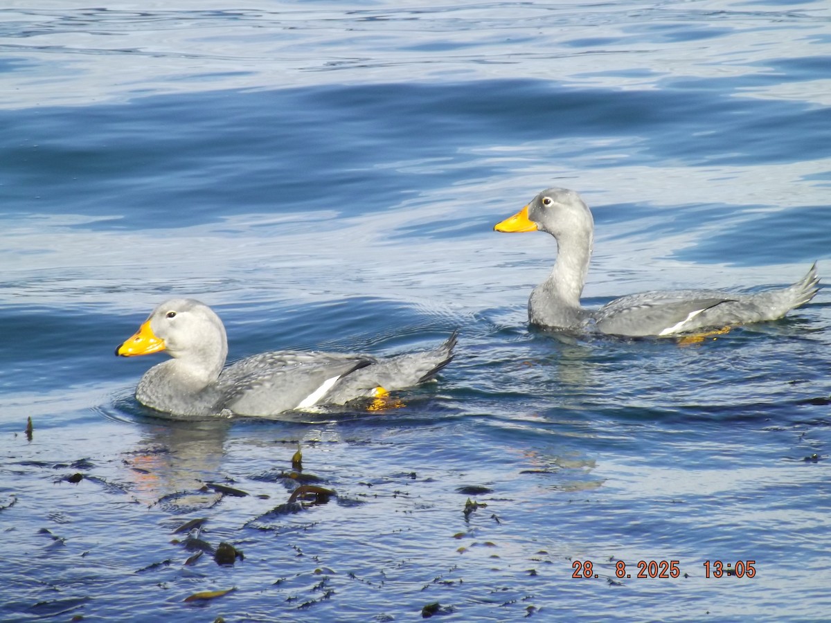 Flightless Steamer-Duck - ML640970271