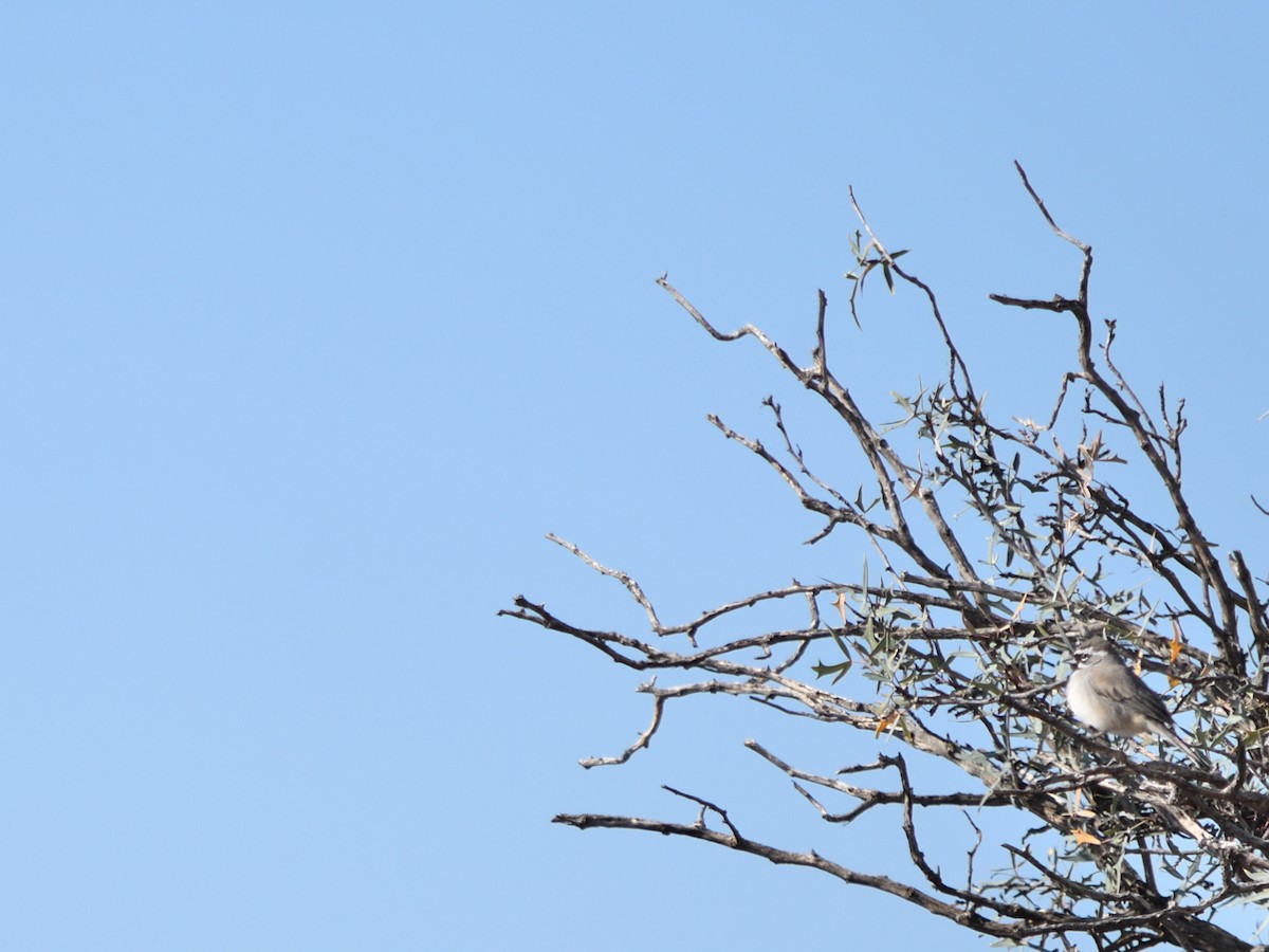 Black-throated Sparrow - ML640970307