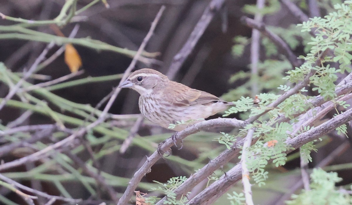 Black-throated Sparrow - ML640970367
