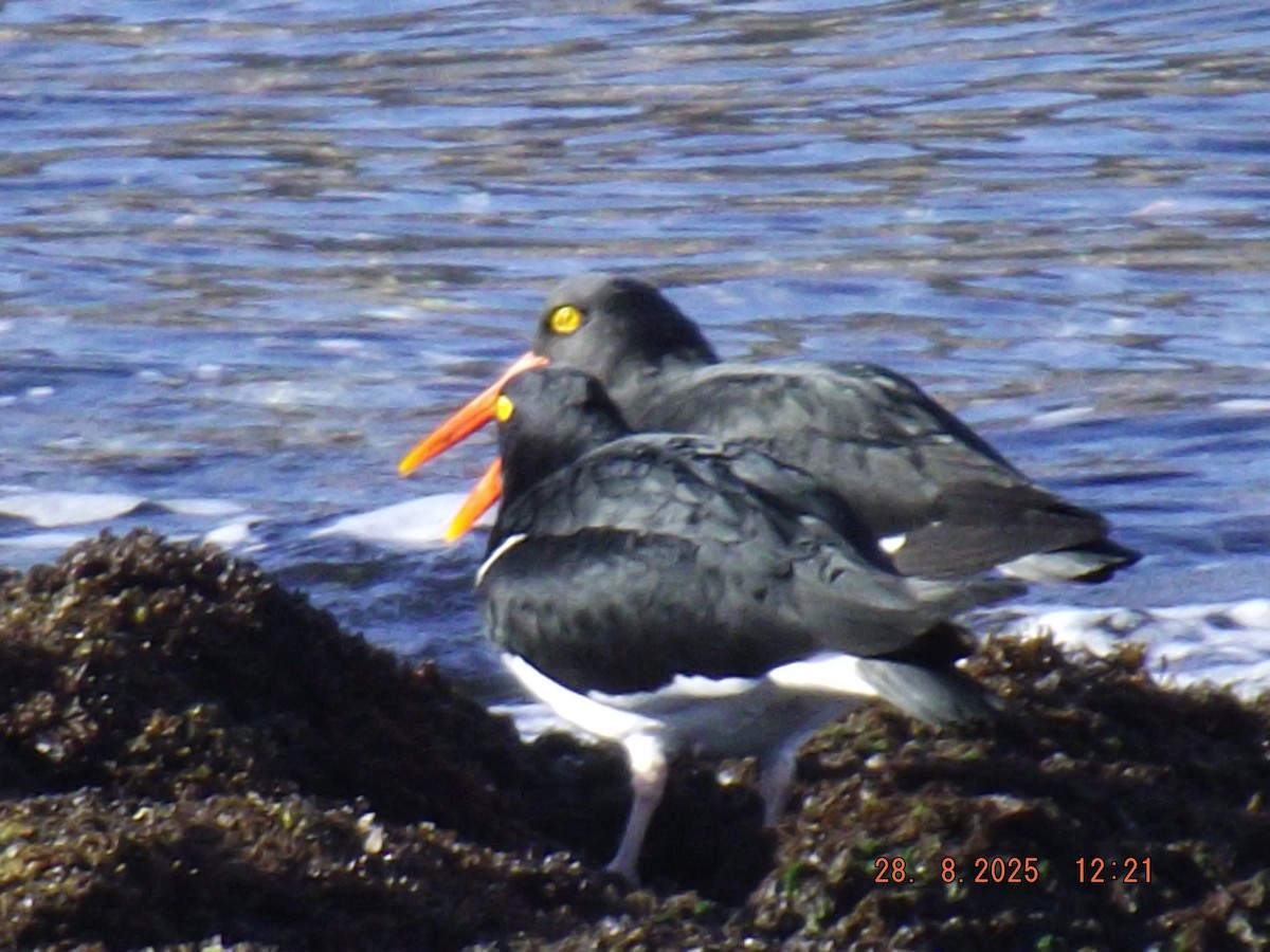 Magellanic Oystercatcher - ML640970385