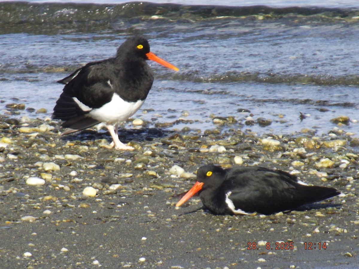 Magellanic Oystercatcher - ML640970386