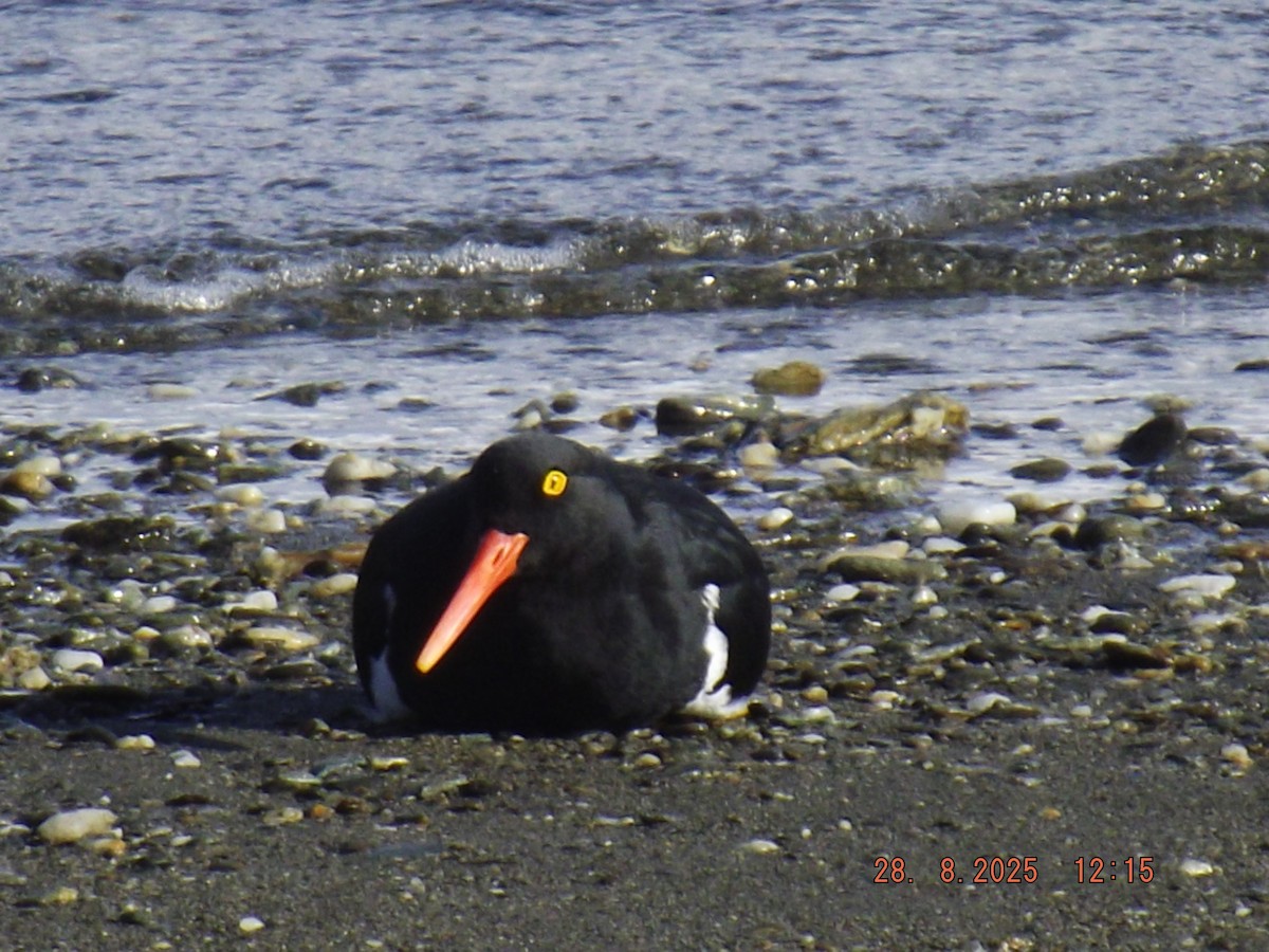 Magellanic Oystercatcher - ML640970387