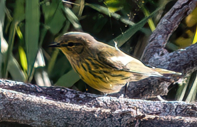 brunkinnparula - ML640970434