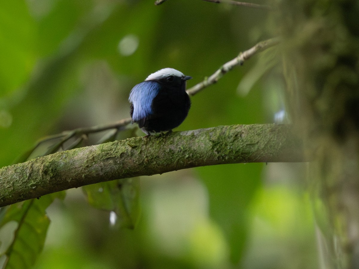 blågumpmanakin - ML640970435
