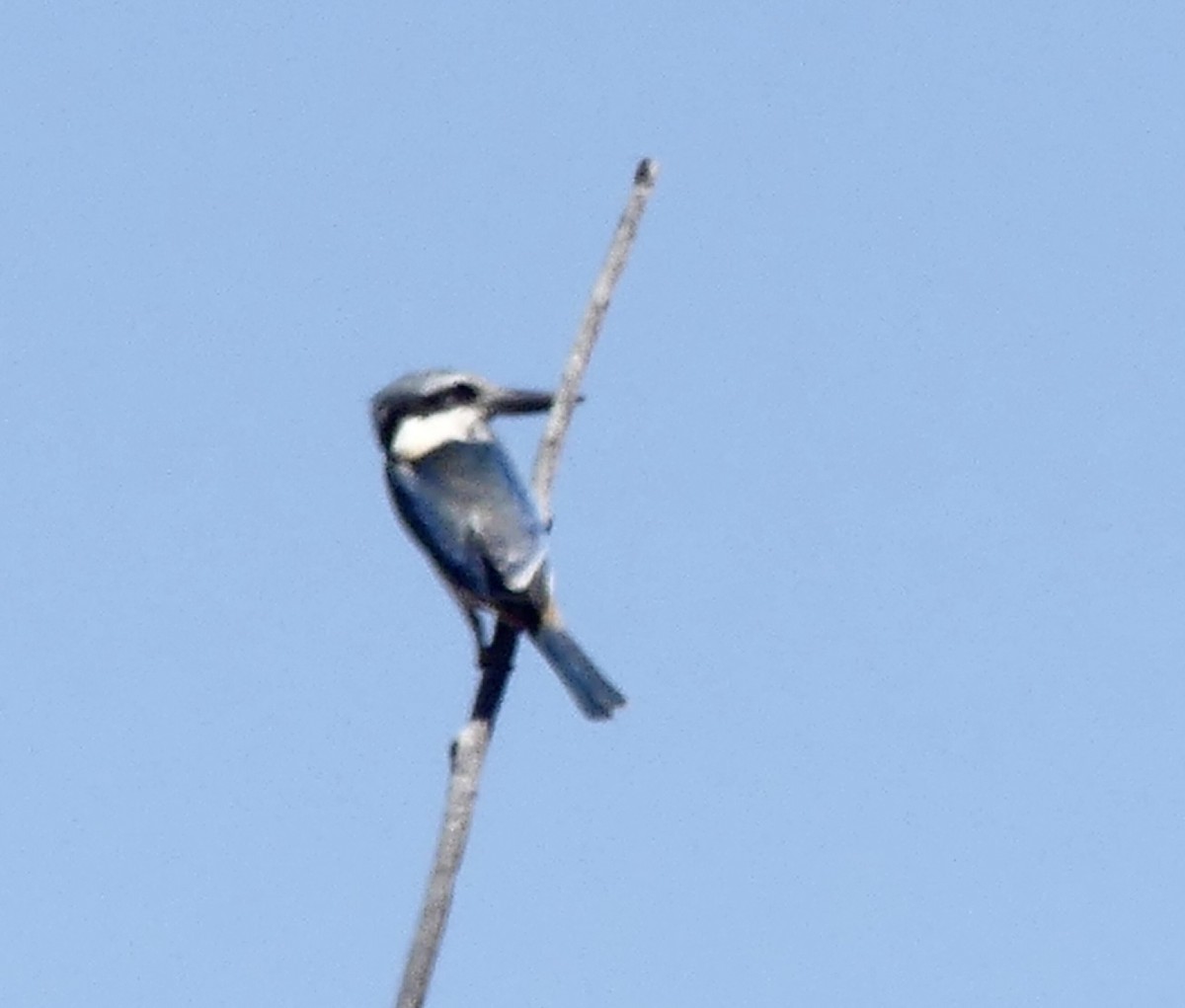 Red-backed Kingfisher - ML640970458