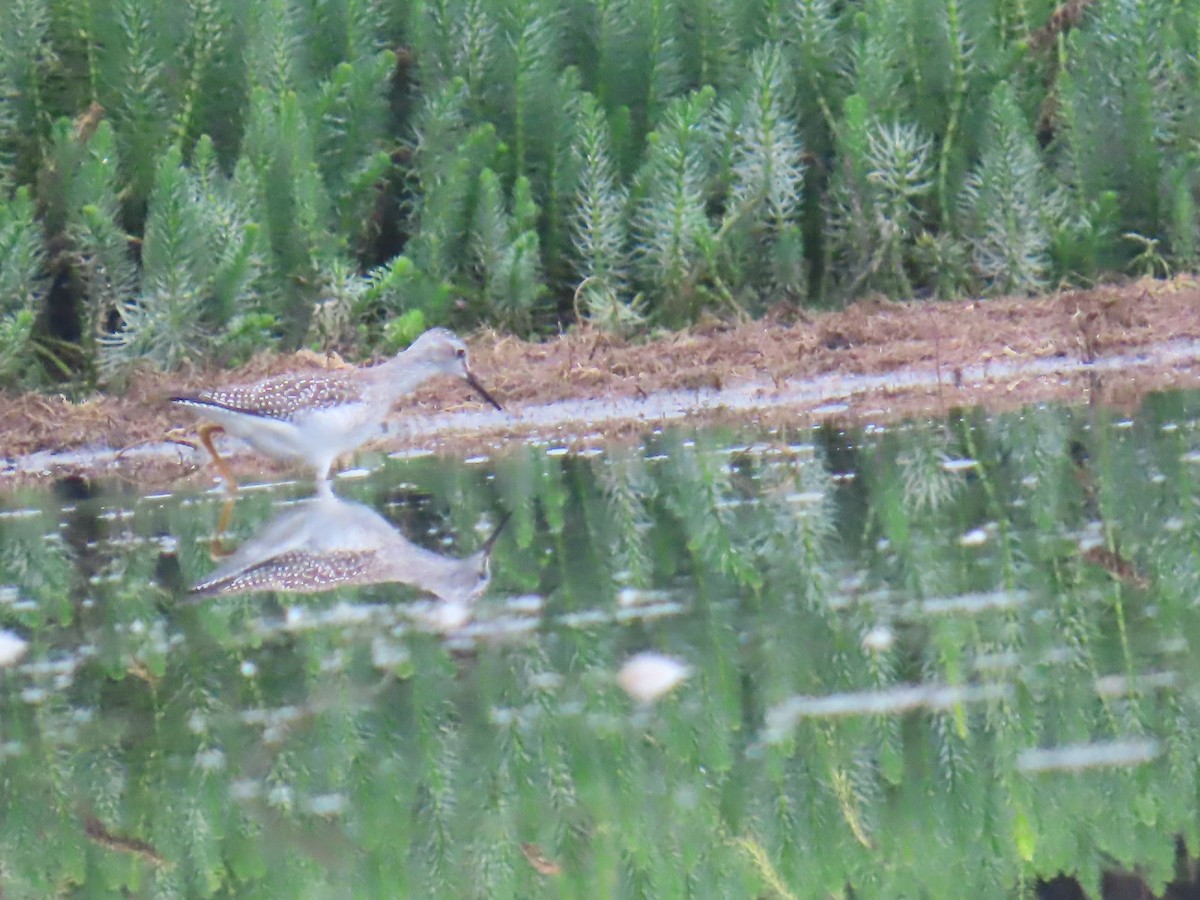 Lesser Yellowlegs - ML640970518