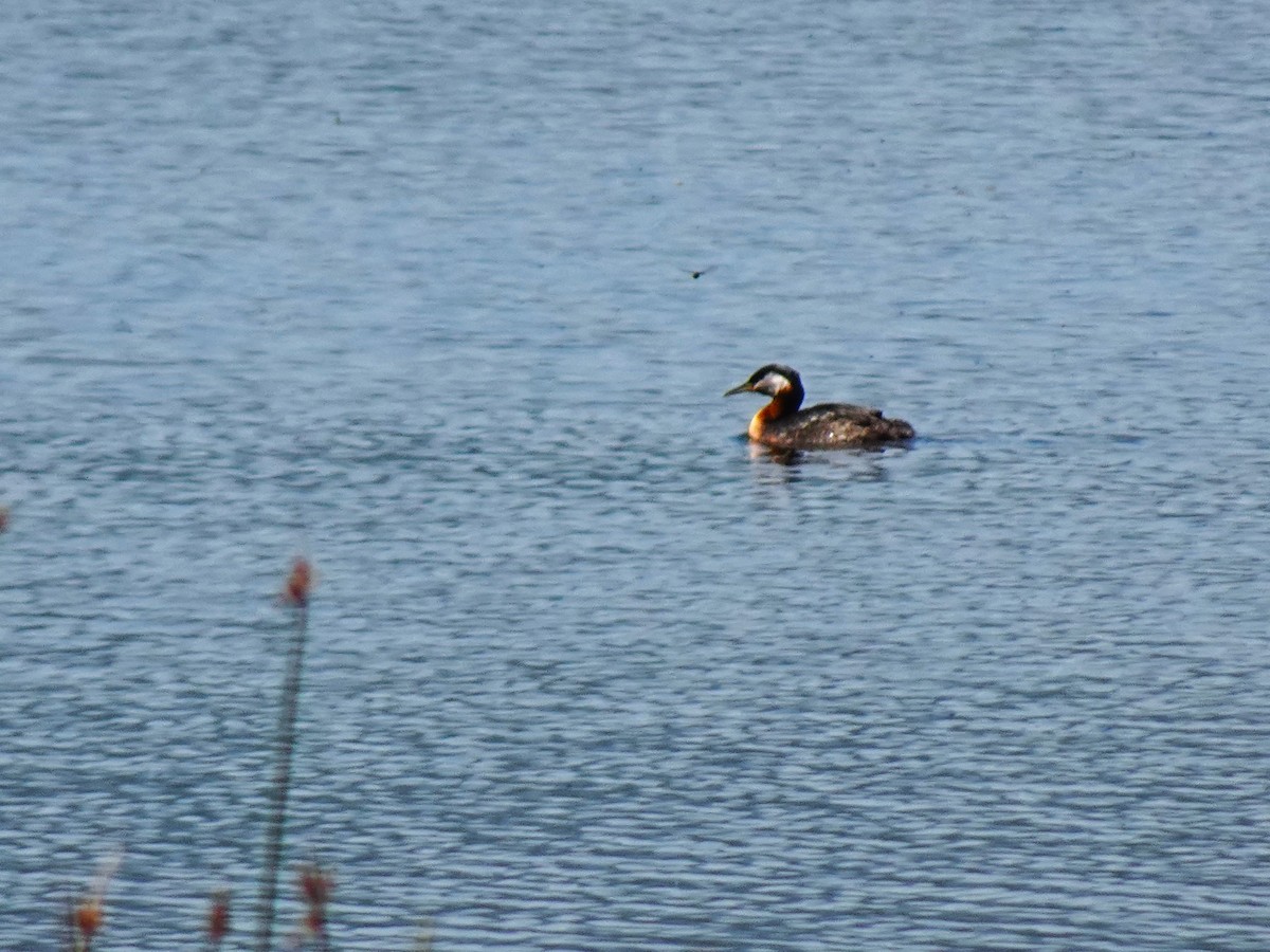 Red-necked Grebe - ML640970586