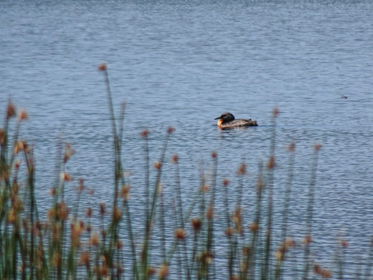 Red-necked Grebe - ML640970587