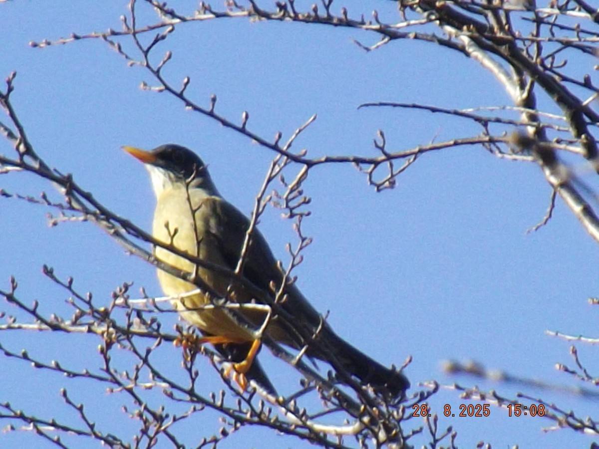 Austral Thrush - ML640970588