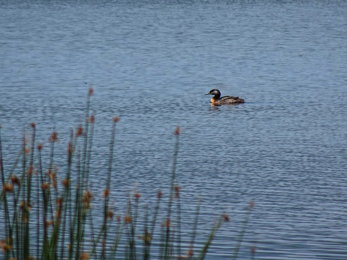 Red-necked Grebe - ML640970589