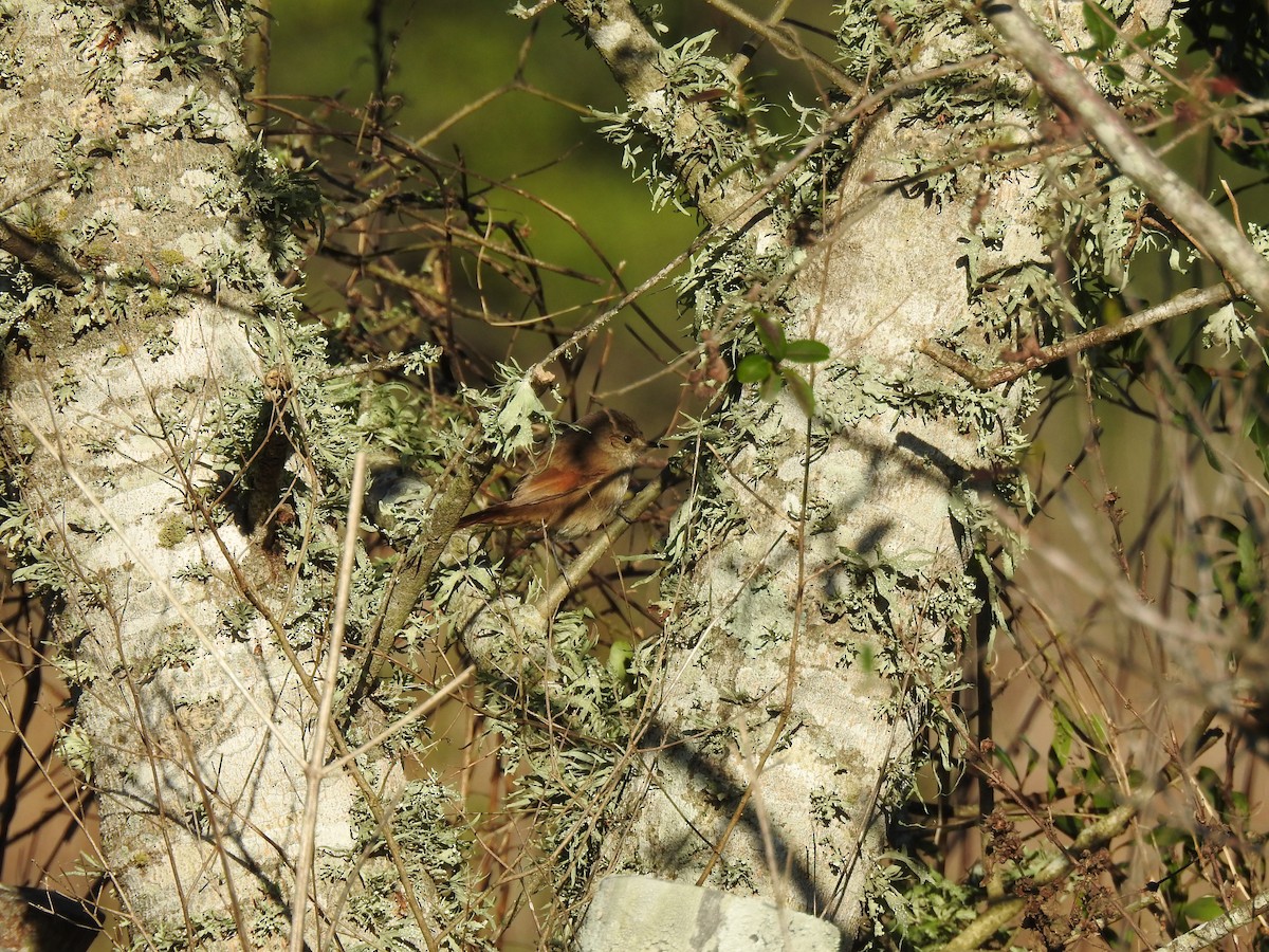Sharp-billed Canastero - ML640970621