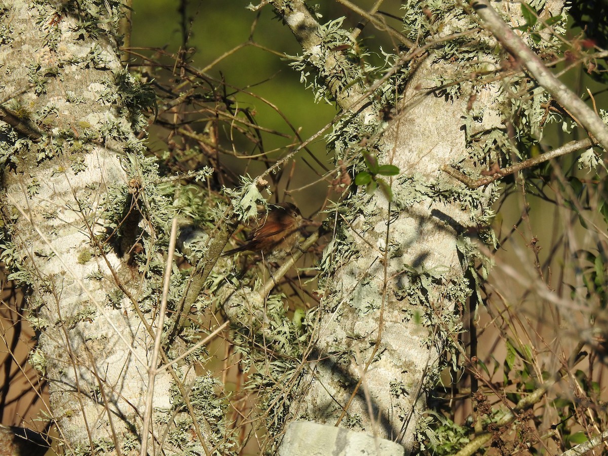 Sharp-billed Canastero - ML640970624