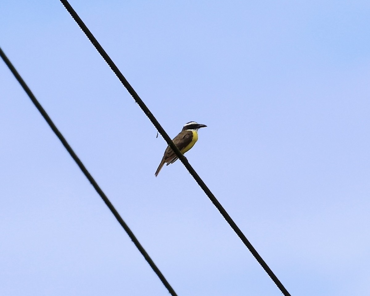 Bienteveo Pitanguá - ML640970631