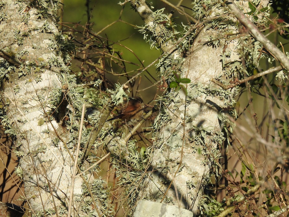 Sharp-billed Canastero - ML640970632