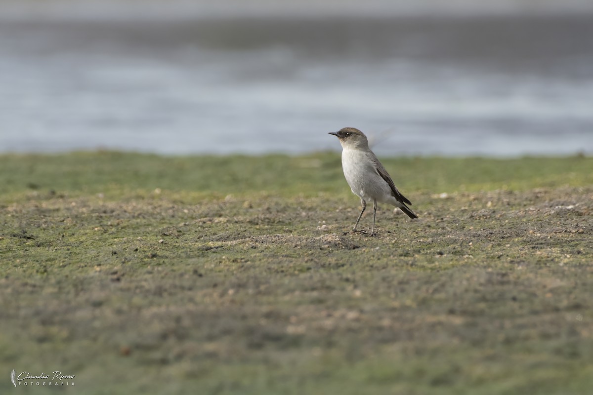 Dark-faced Ground-Tyrant - ML640970639