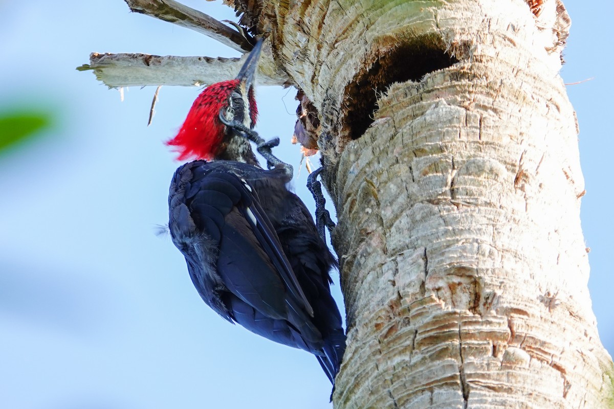 Pileated Woodpecker - ML640970767