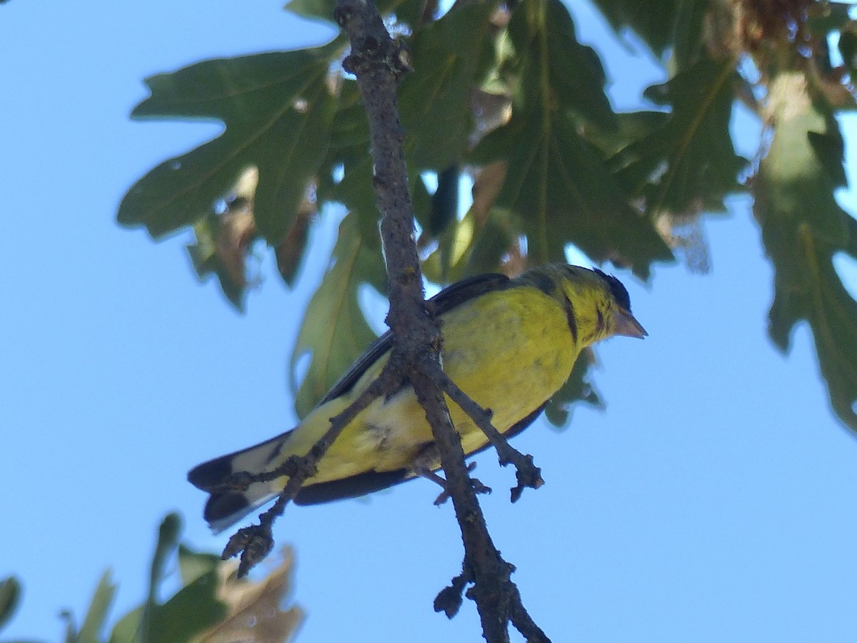 Lesser Goldfinch - ML640970898