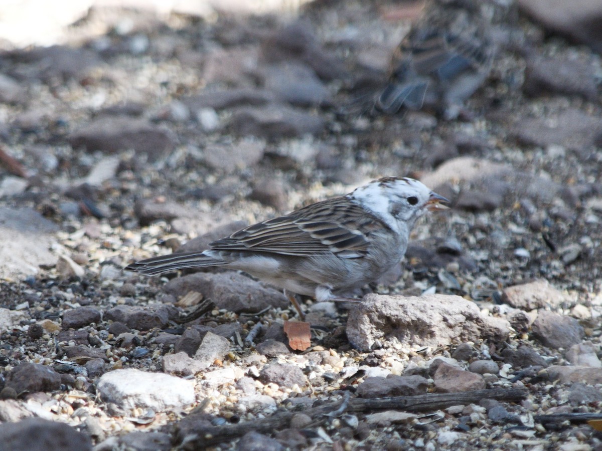 Spizella sp. - ML640970899