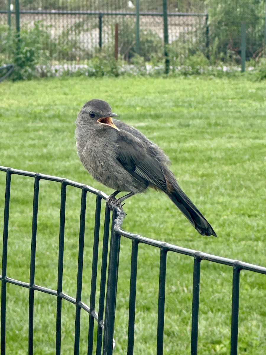 Gray Catbird - ML640970911