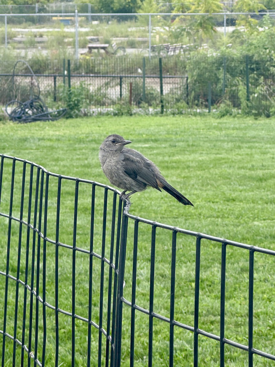 Gray Catbird - ML640970912