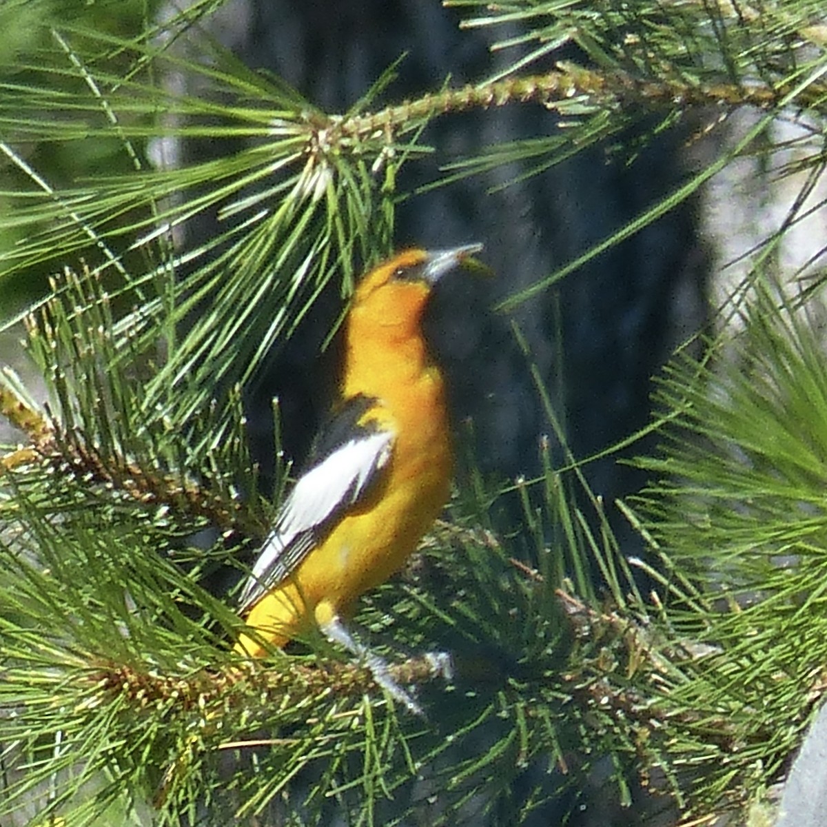 Bullock's Oriole - ML640970920