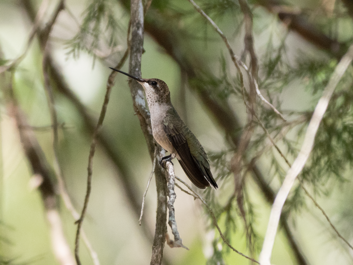Ruby-throated/Black-chinned Hummingbird - ML640970988