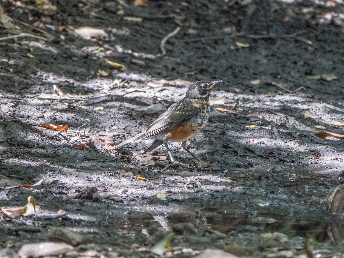 American Robin - ML640970999