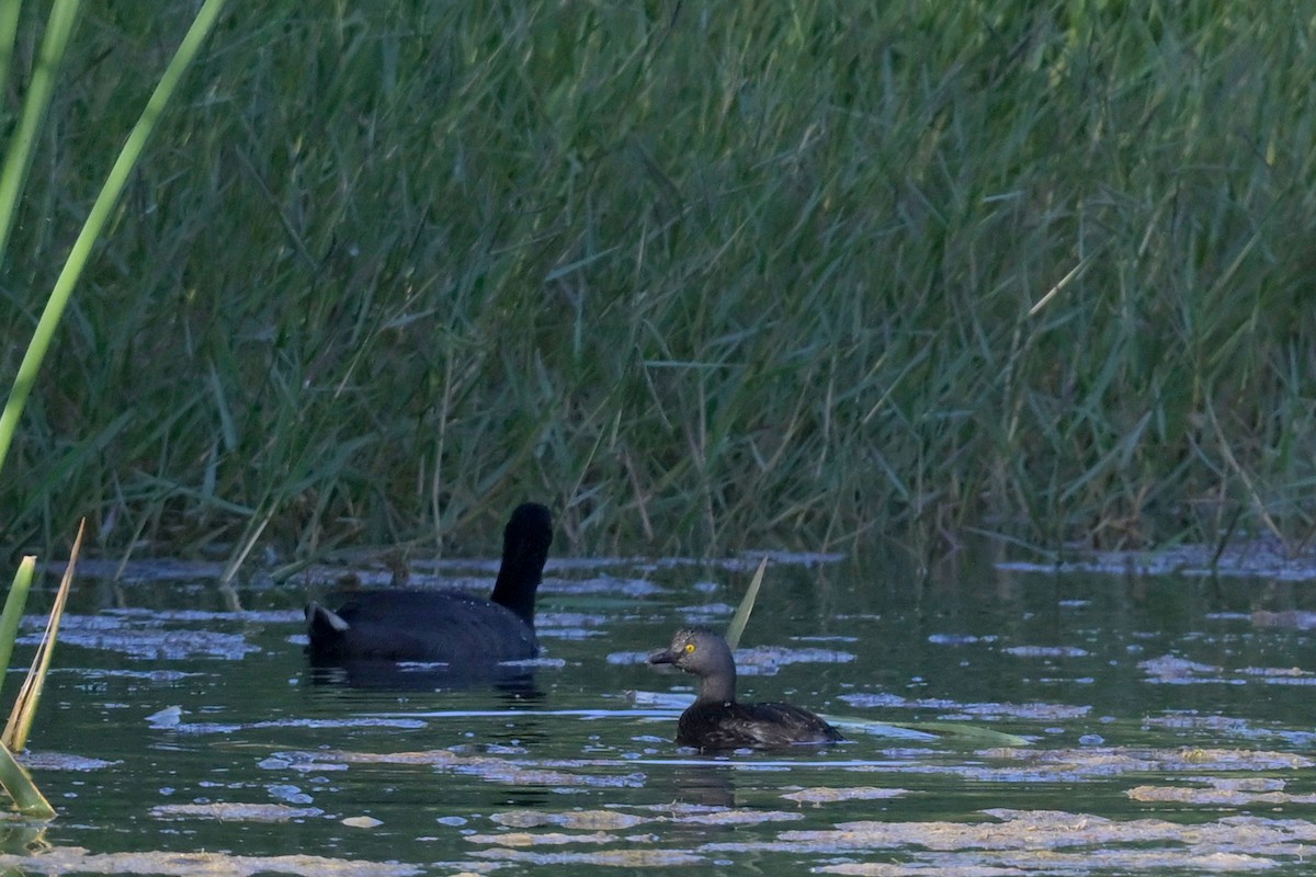 Least Grebe - ML640971021