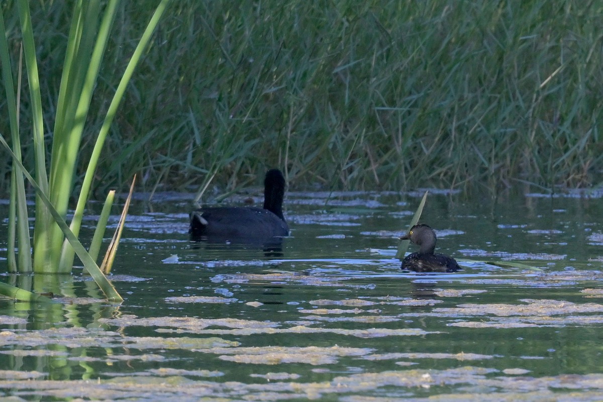 Least Grebe - ML640971022