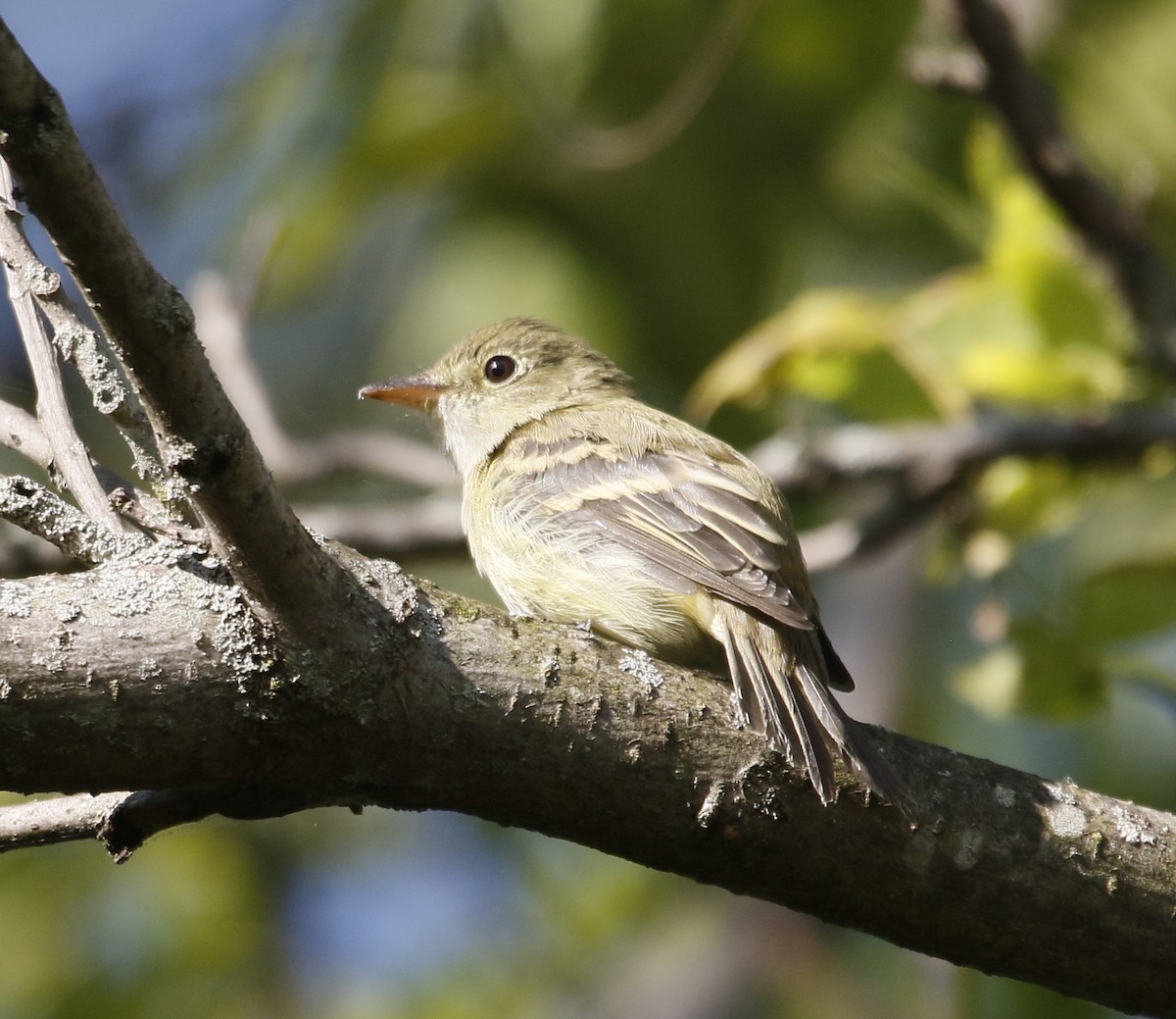 Acadian Flycatcher - ML640971116