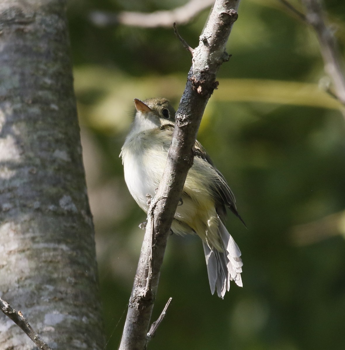 Acadian Flycatcher - ML640971161
