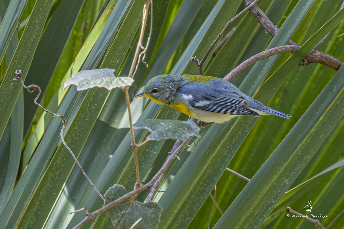 Northern Parula - ML640971221