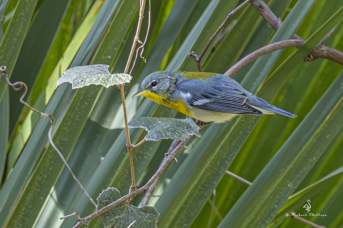 Northern Parula - ML640971222