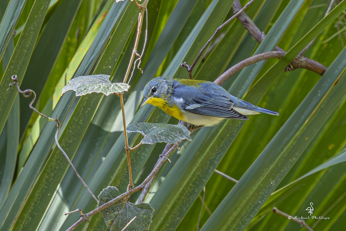 Northern Parula - ML640971223