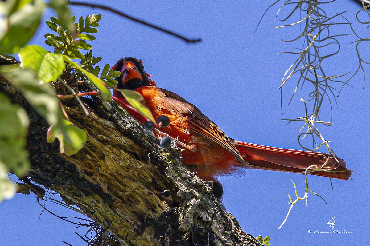 Northern Cardinal - ML640971228