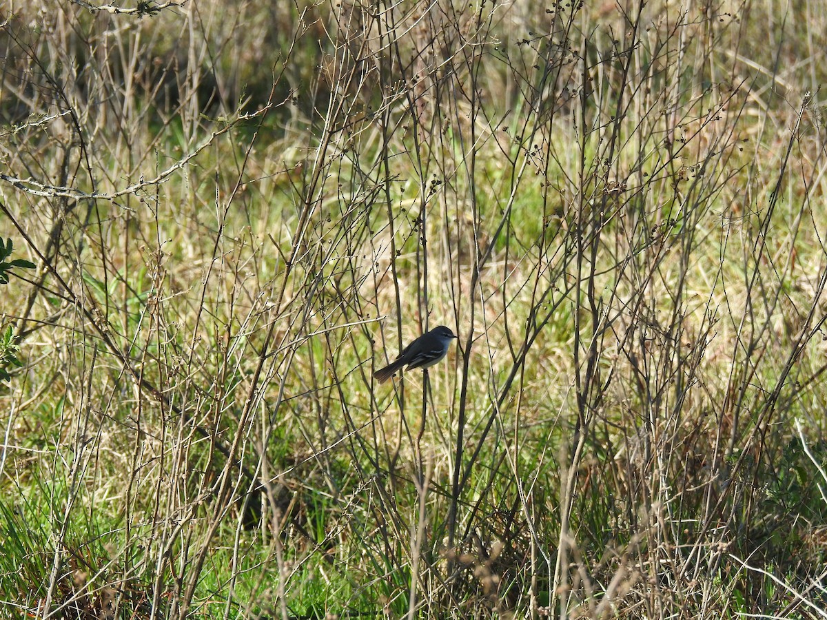 White-crested Tyrannulet - ML640971247
