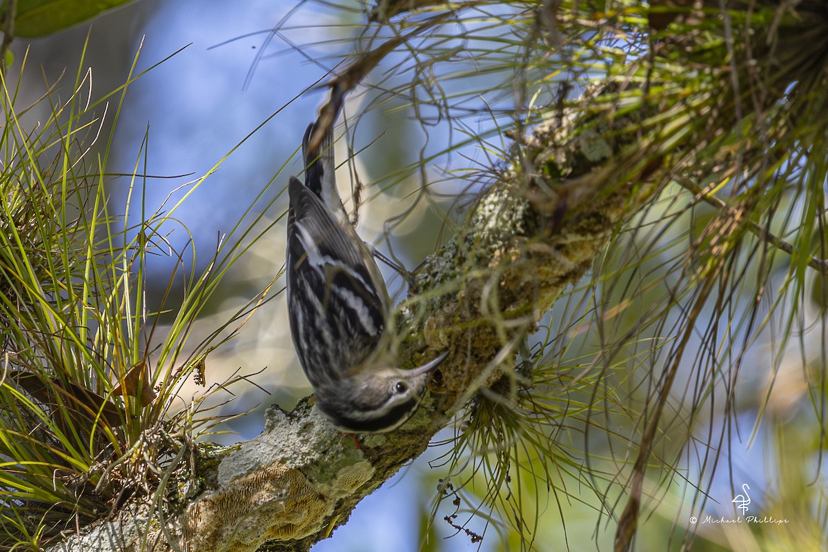 Black-and-white Warbler - ML640971248
