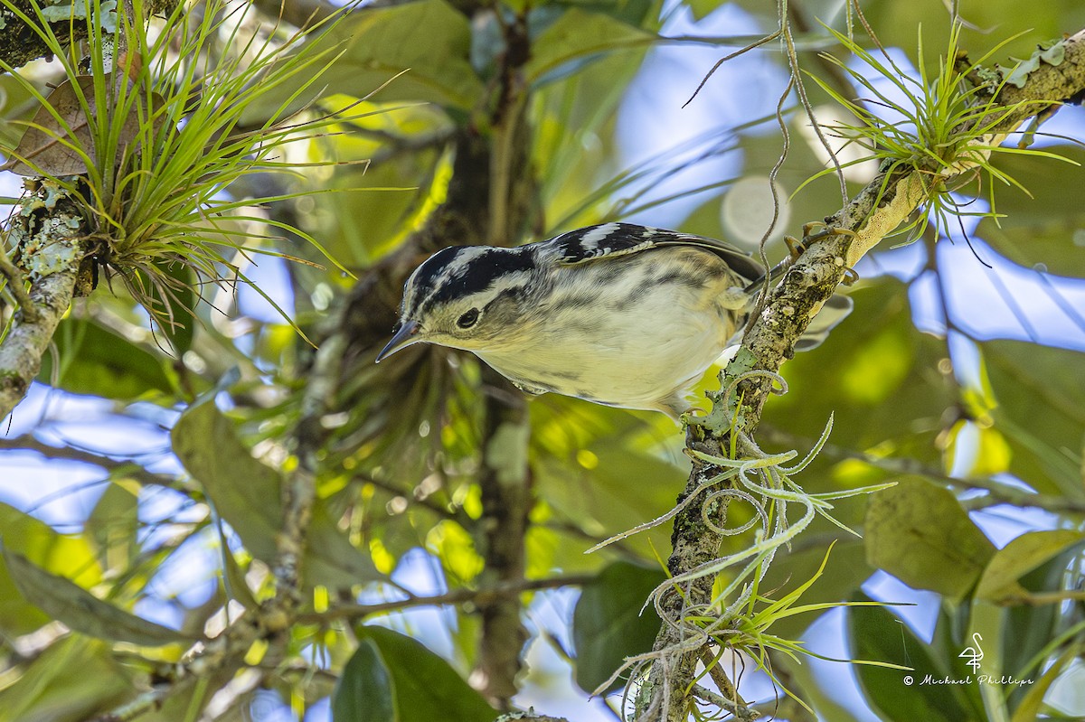 Black-and-white Warbler - ML640971250
