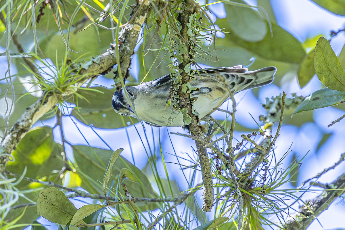Black-and-white Warbler - ML640971251