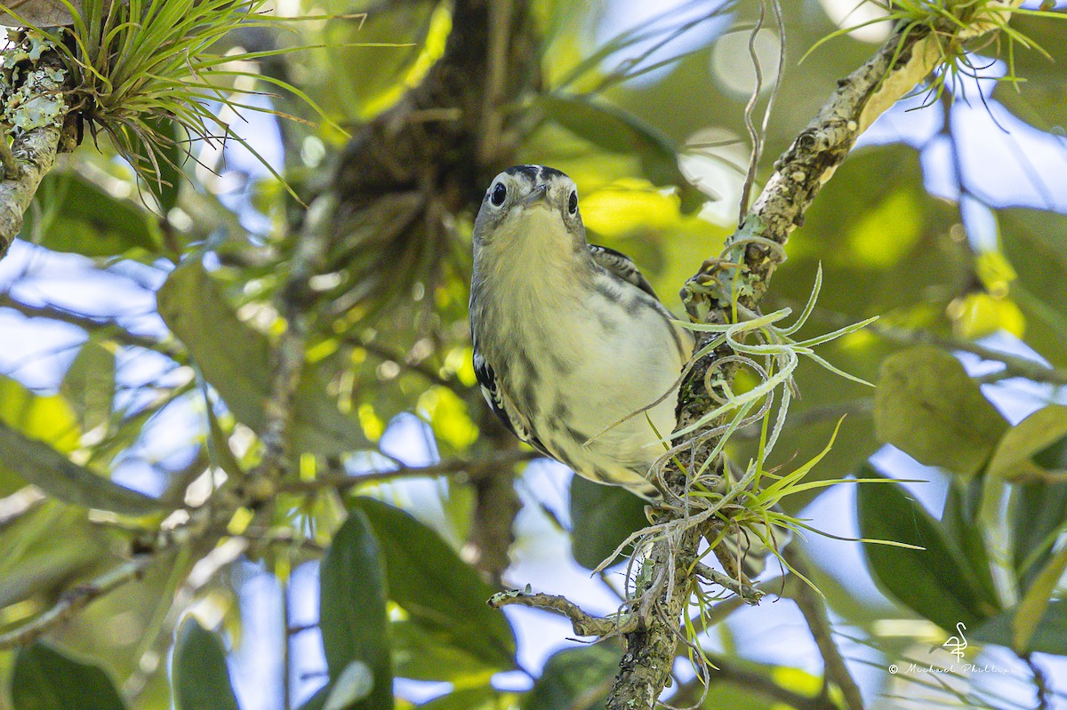 Black-and-white Warbler - ML640971252