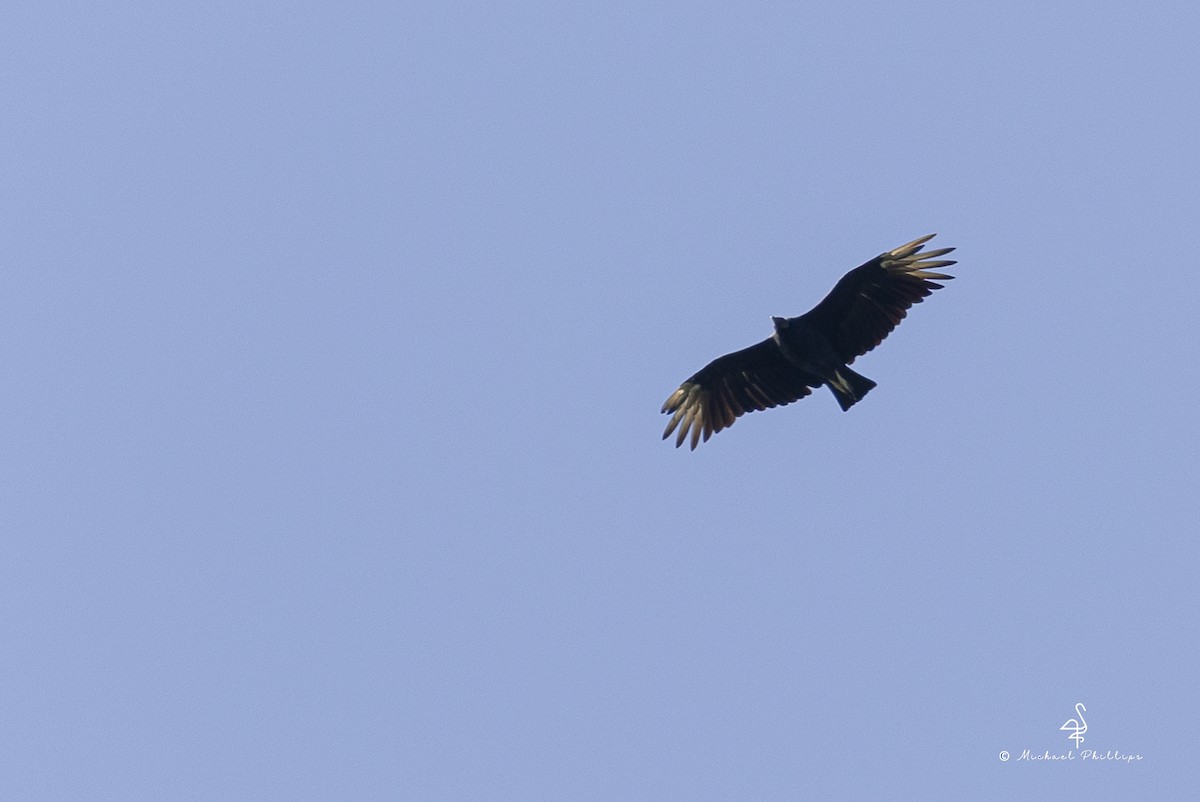Black Vulture - ML640971257